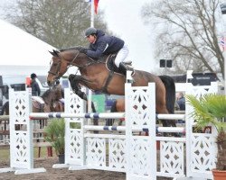 jumper Valence Dh Z (Zangersheide riding horse, 2007, from Va-Vite)