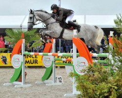 jumper Caveman Dh Z (Zangersheide riding horse, 2008, from VDL Cardento 933)