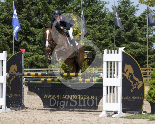 jumper Double B (KWPN (Royal Dutch Sporthorse), 2008, from Wittinger)
