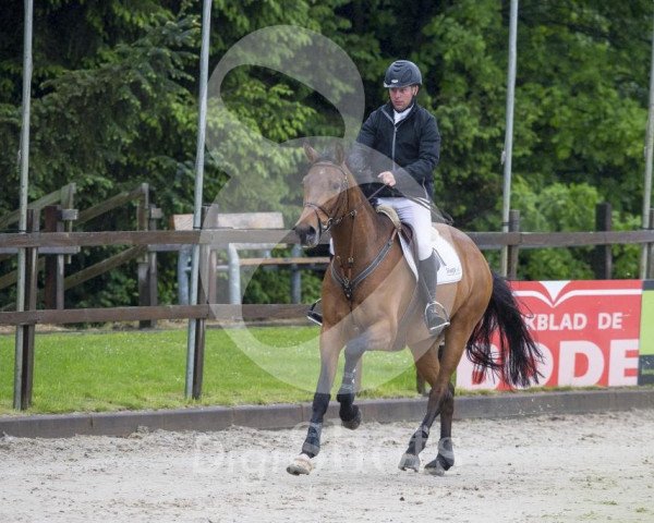 jumper Derbyland (KWPN (Royal Dutch Sporthorse), 2008, from Corland)