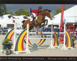 Deckhengst Herr Senaat 111 (Belgisches Warmblut, 2007, von Der Senaat 111)