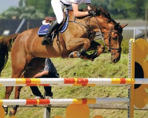 Zuchtstute Diamond of Picobello Z (Zangersheide Reitpferd, 2007, von Diamant de Semilly)