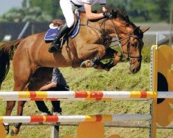 broodmare Diamond of Picobello Z (Zangersheide riding horse, 2007, from Diamant de Semilly)