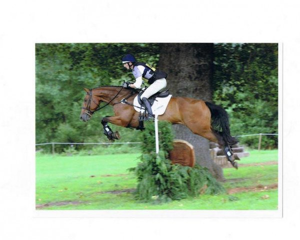 Caballo Calidp van het Slagershof (Sangre caliente belga, 2002, de Clinton)