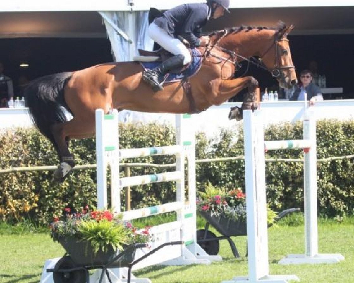 broodmare Gigi van het Daalhof (Belgian Warmblood, 2006, from Kashmir van't Schuttershof)