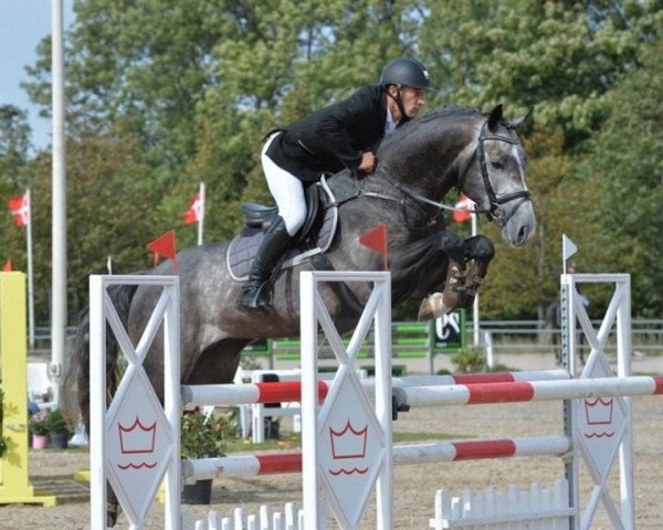 jumper Cayman (Danish Warmblood, 2008, from Casir Ask)