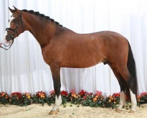Springpferd Mb Aagaardens Heartland (Dänisches Warmblut, 2006, von Heartbeat)