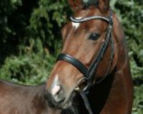 horse France Gall (Westphalian, 2008, from Fürst Piccolo)