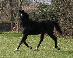 dressage horse Ron - Sheer (Westphalian, 2005, from Rockwell)