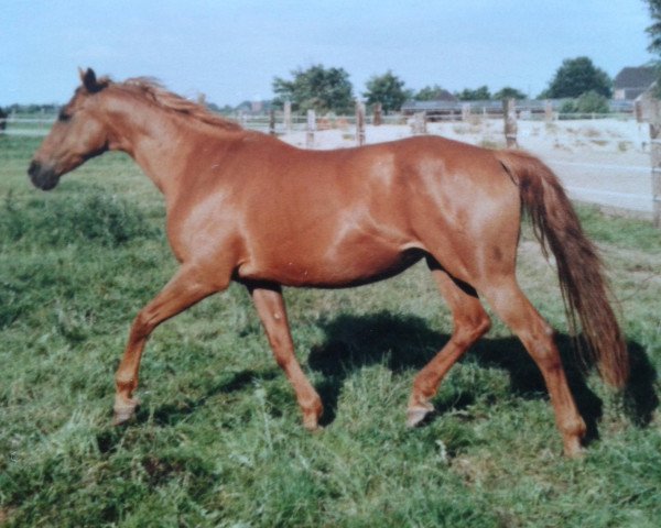 broodmare Havel von der Insel (Trakehner, 1981, from Zauberklang)