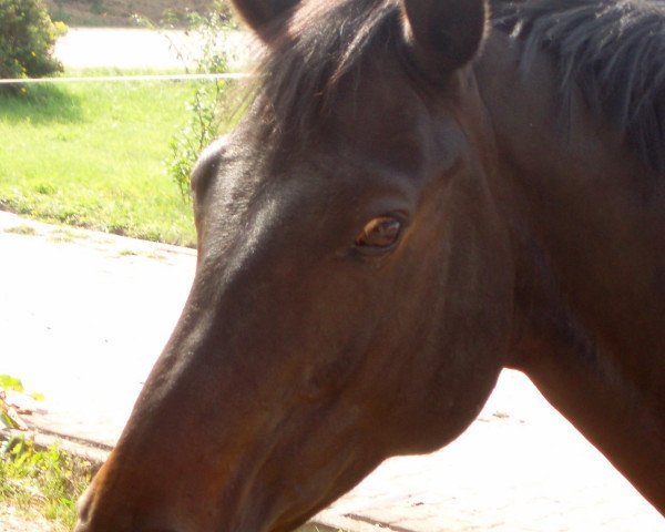 Pferd Raz de Maree (Hannoveraner, 2001, von Ravallo 115 FIN)