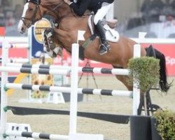 broodmare Tailormade Cavetta (Oldenburg show jumper, 2003, from Careful 28)