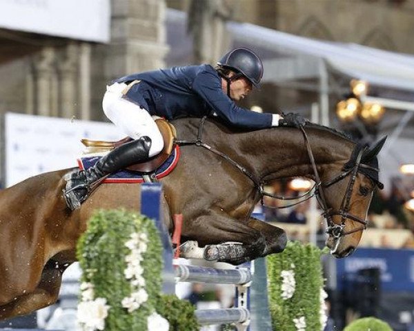 jumper Jackson Hole (Swedish Warmblood, 2004, from Quite Easy I)