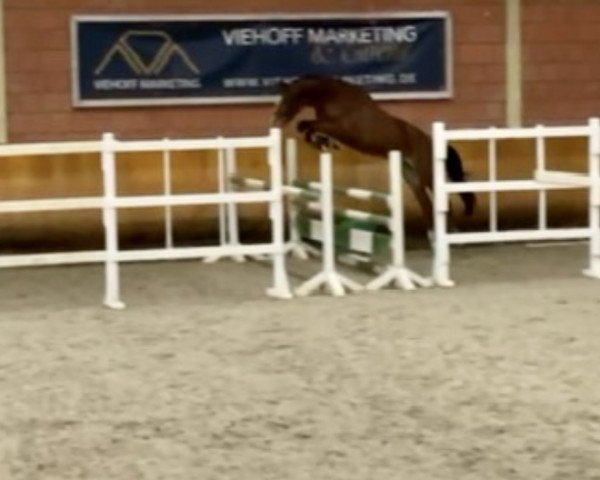 jumper It's a Killy VB (Zangersheide riding horse, 2018, from Ideal de La Loge)