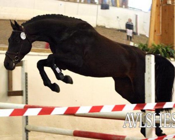 Springpferd Chelsea (Norwegisches Warmblut, 2007, von Clinton)