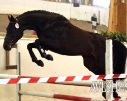 Springpferd Chelsea (Norwegisches Warmblut, 2007, von Clinton)