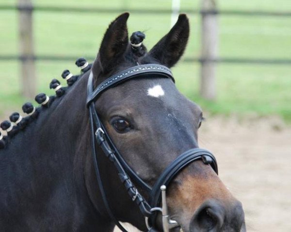 Pferd Minha Menina (Deutsches Reitpony, 2008, von Power Ranger)