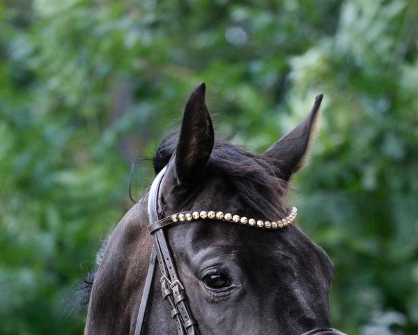 dressage horse Havanna (Hanoverian, 2014, from Heinrich Heine)