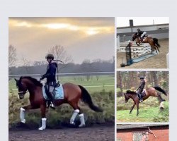 jumper Cajou mon Bijou (German Riding Pony, 2017, from Duncan 86)