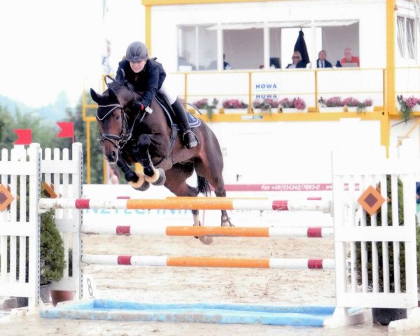 jumper Eddy 215 (Hanoverian, 2004, from Escudo I)