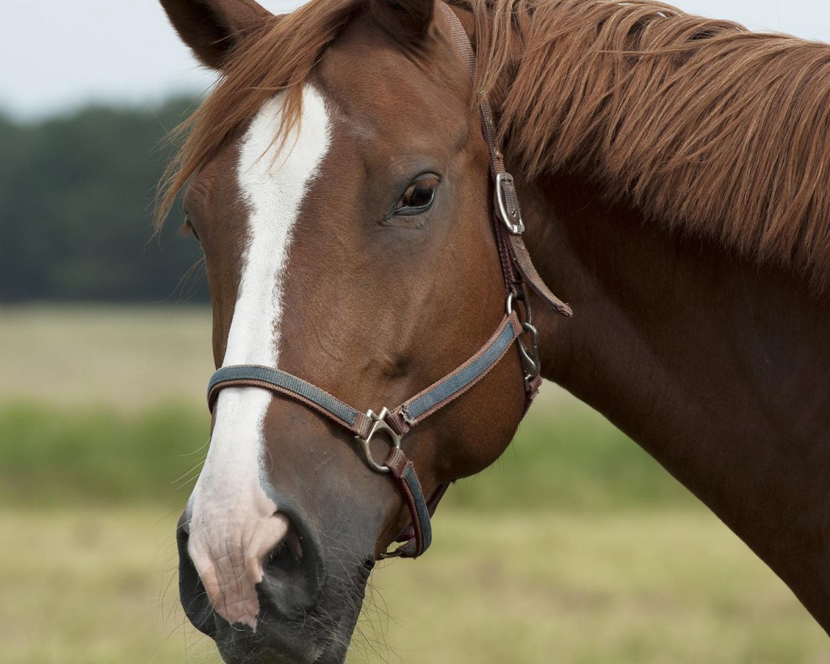 broodmare Escada Blue (Hanoverian, 1998, from Escudo I)
