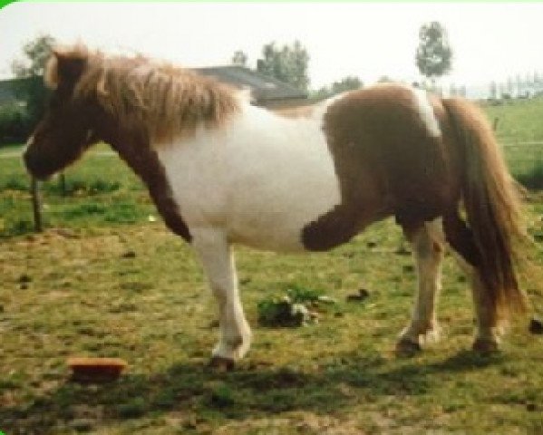 Fattrice Immeke v.d. Hoek (Shetland Pony, 1973, di Dartel van Wilma)