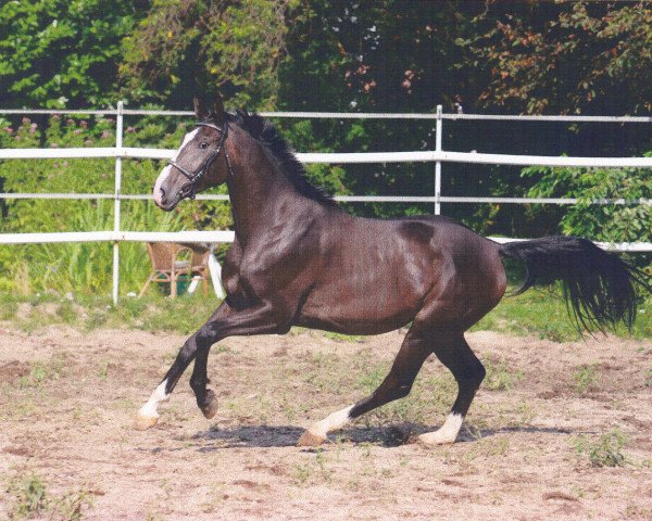 horse Aron (Westphalian, 2005, from Ars Vivendi) horse Aron (Westphalian, 2005, from Ars Vivendi)