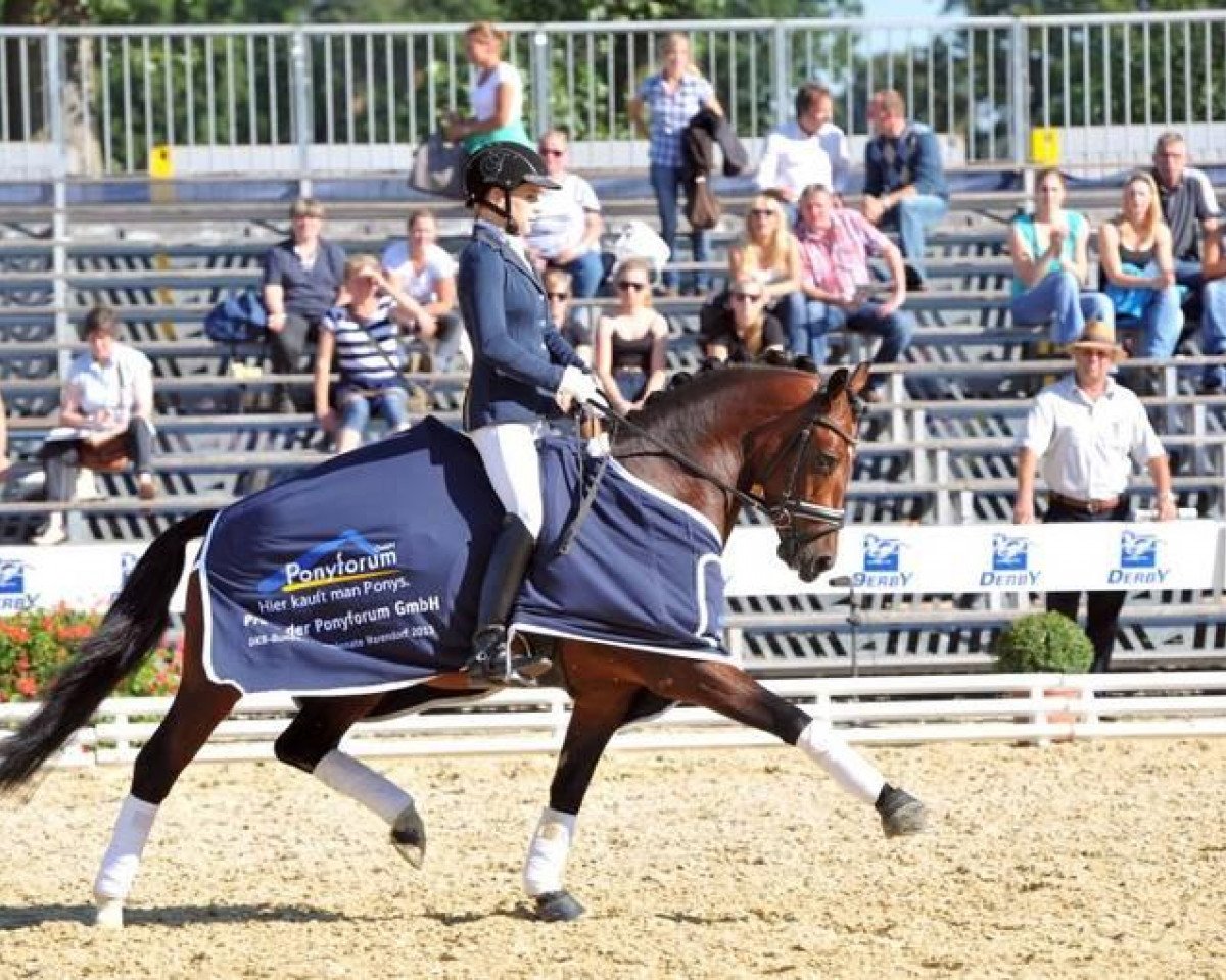 Dressurpferd Carleo Go (Deutsches Reitpony, 2010, von Constantin)