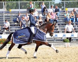 dressage horse Carleo Go (German Riding Pony, 2010, from Constantin)