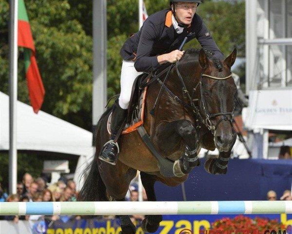 stallion Quartz 7 (Zangersheide riding horse, 1999, from Quality Touch Z)