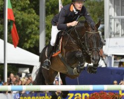 stallion Quartz 7 (Zangersheide riding horse, 1999, from Quality Touch Z)
