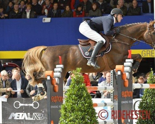 Deckhengst Riesling du Monselet (Belgium Sporthorse, 2001, von Kashmir van't Schuttershof) Deckhengst Riesling du Monselet (Belgium Sporthorse, 2001, von Kashmir van't Schuttershof)