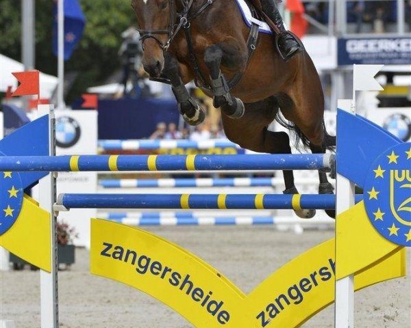 jumper Calimera (KWPN (Royal Dutch Sporthorse), 2007, from van Gogh) jumper Calimera (KWPN (Royal Dutch Sporthorse), 2007, from van Gogh)