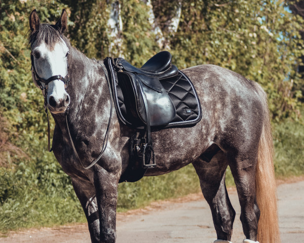 horse For Capitol (Holsteiner, 2016, from For Pleasure)