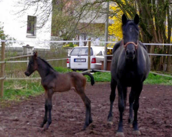 Pferd She is dancing for you (Hannoveraner, 2012, von Silberschmied)