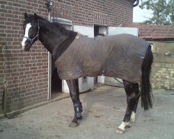jumper Ladykiller 22 (Westphalian, 2009, from Lancelot)