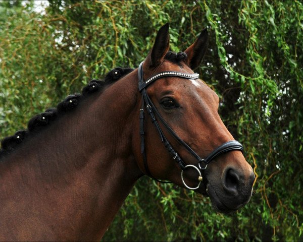 Dressurpferd Laila 356 (Hessisches Warmblut, 2002, von Latouro)