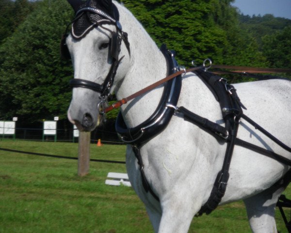 dressage horse Eric (Sachs-door. Heavy Warmbl., 2006, from Epomeo)
