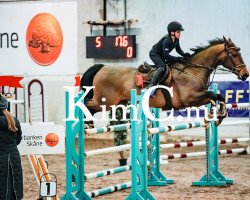 Springpferd Noa (Schwedisches Warmblut, 2011)