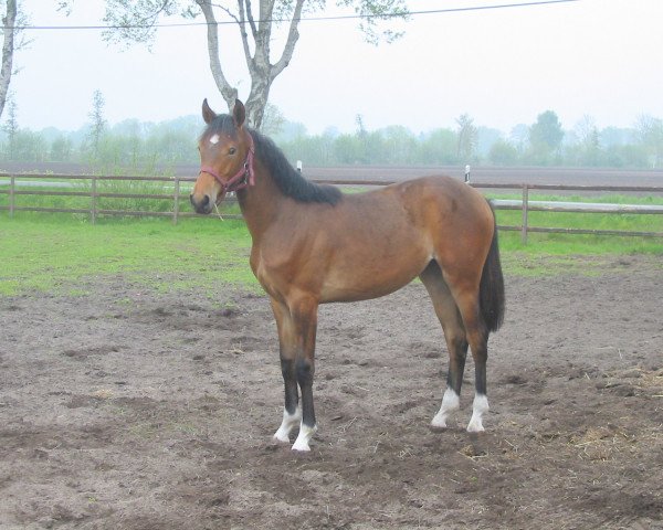 broodmare Celine (Westphalian, 2009, from Coronas 2)
