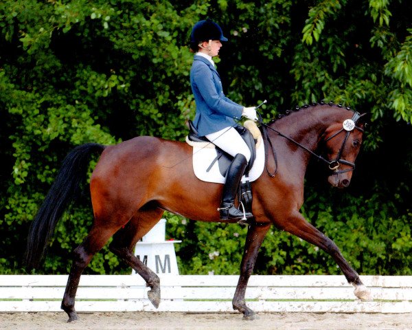 broodmare Sweety PR (Oldenburg, 2008, from Swarovski)