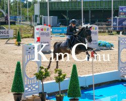 horse Village Rosanna (Irish Sport Horse, 2008)