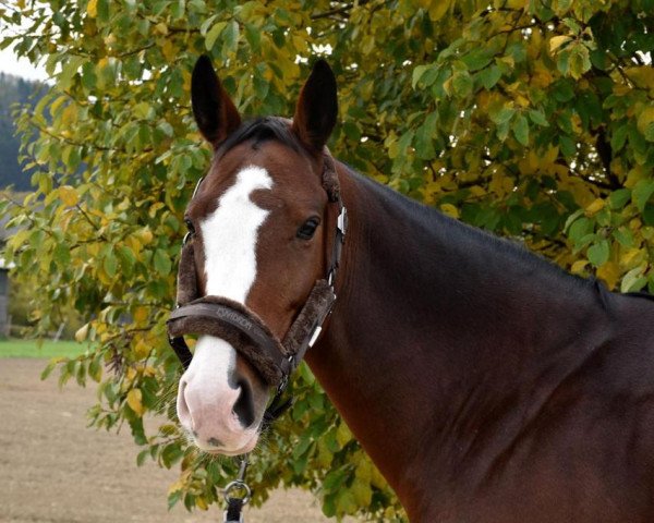 jumper Charming Owl (Austrian Warmblood, 2010)