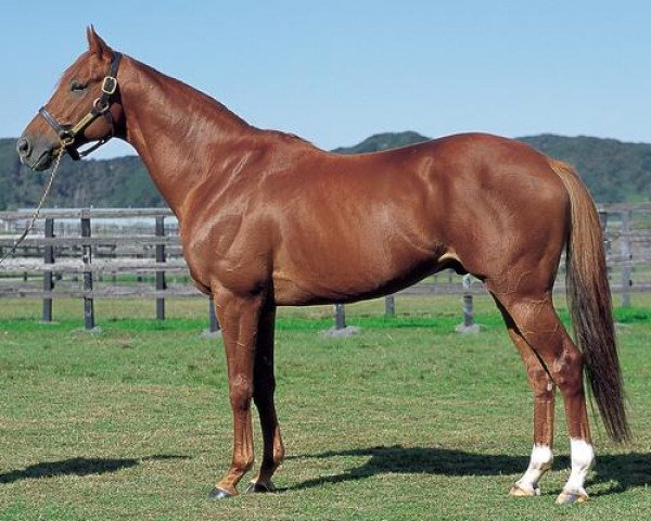 horse Agnes Flight xx (Thoroughbred, 1997, from Sunday Silence xx) horse Agnes Flight xx (Thoroughbred, 1997, from Sunday Silence xx)