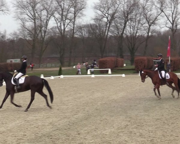 Reitturnier Münster-Handorf | Late Entries 2022