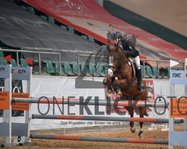 Springpferd Reve de Soleil (Deutsches Reitpony, 2007, von Seiron)