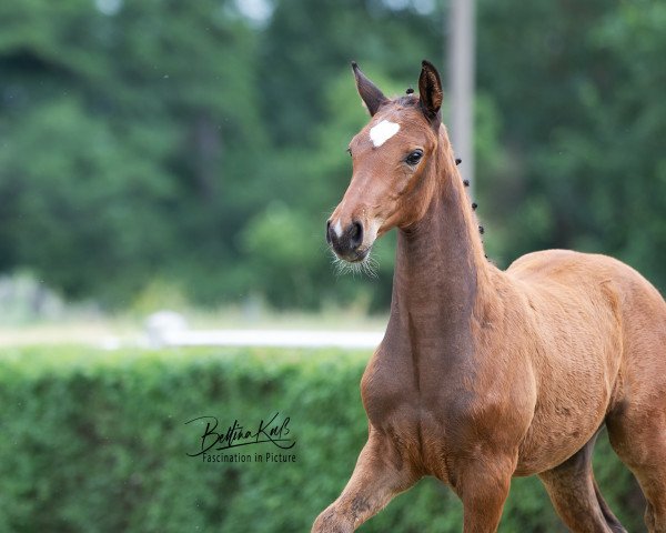 Pferd Dia Castano (Deutsches Sportpferd, 2021, von Dia Corrado)