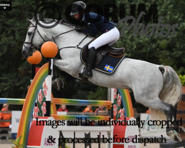 jumper Vox Pop de L Aulne (Connemara Pony, 2009, from Glenree de l'Aulne)
