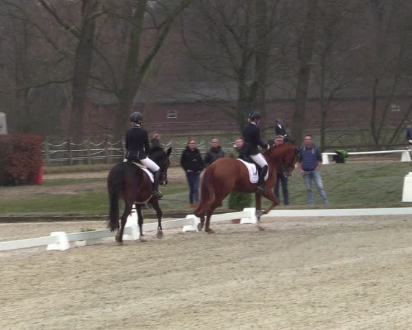 Reitturnier Münster-Handorf | Late Entries 2022