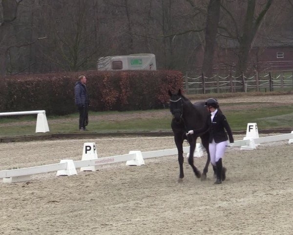 Reitturnier Münster-Handorf | Late Entries 2022